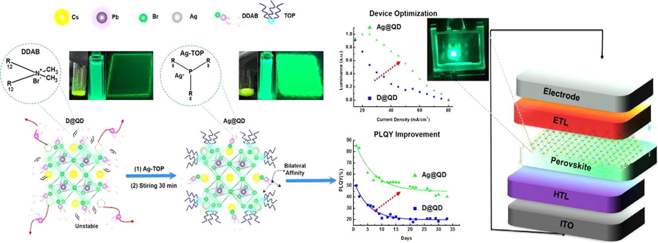 High luminescence and external quantum efficiency in perovskite quantum-dots light-emitting diodes featuring bilateral affinity to silver and short alkyl ligands