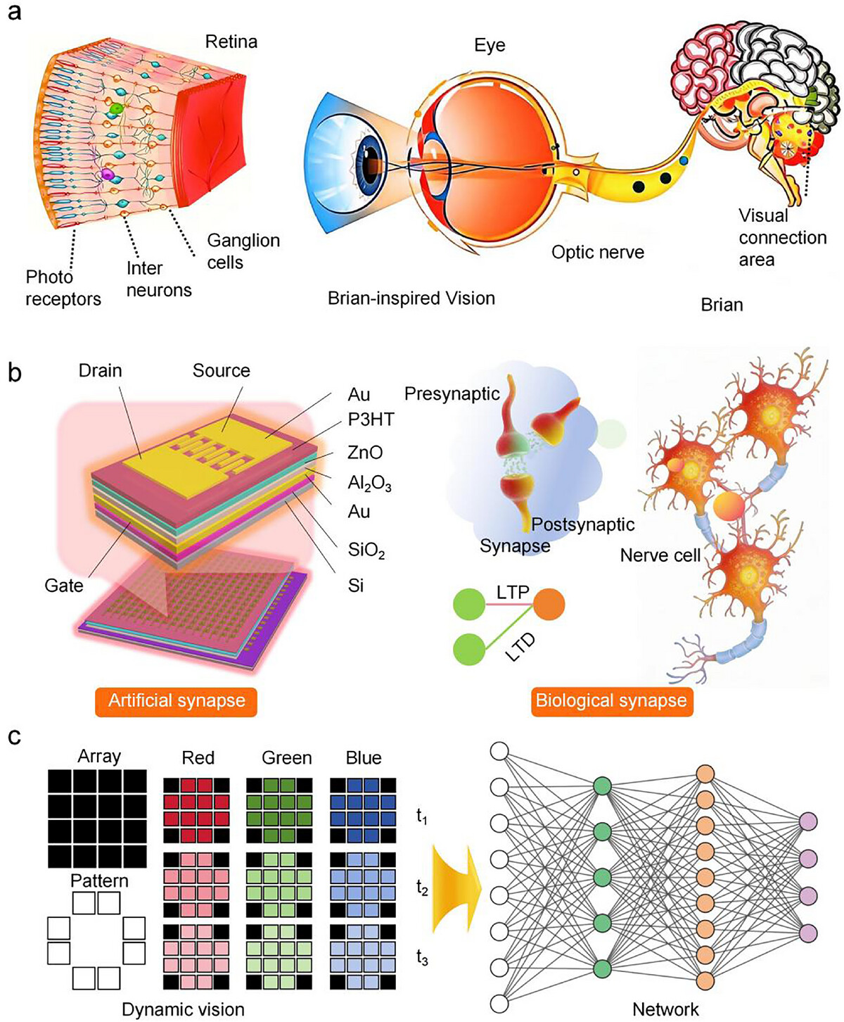 Advanced Science, Volume 13, Issue 37, July 2026