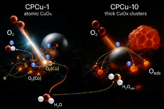 SCHEME 1 Schematic representation for the reaction pathways of CPCu-1 and CPCu-10 in ORR.