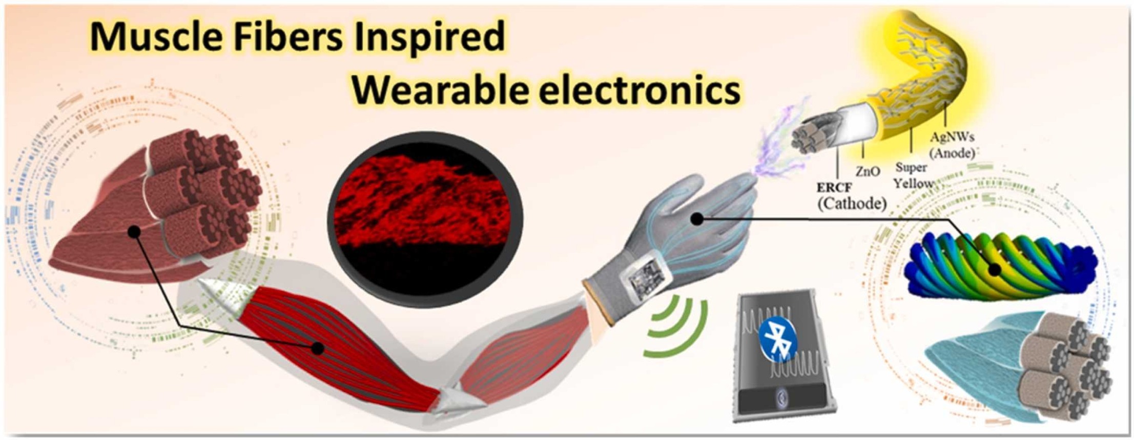 Muscle fibers inspired electrospun nanostructures reinforced conductive fibers for smart wearable optoelectronics and energy generators