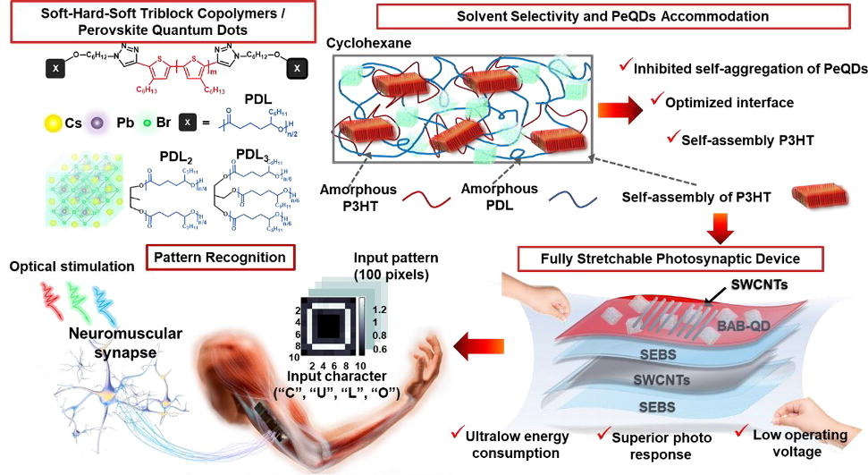 A fully stretchable photosynaptic device with low energy consumption is achieved by the intrinsic stretchability of conjugated block copolymers and the accommodation of perovskite quantum dots.
