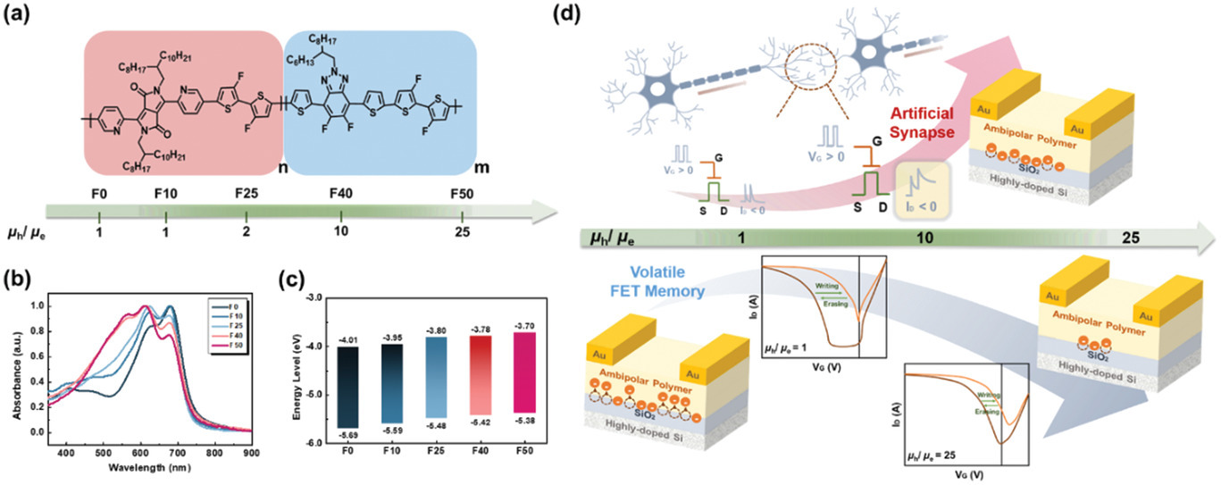 Tuning Ambipolarity of the Conjugated Polymer Channel Layers of Floating-Gate Free Transistors: From Volatile Memories to Artificial Synapses